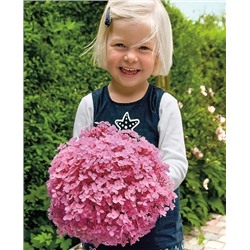 Саженцы Гортензия древовидная Мэджикал Пинкербэлл, арт.: 844