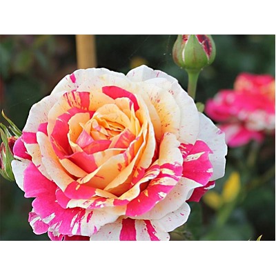Vanille Fraise "Ванилла Фрейз"