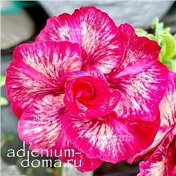 Adenium Obesum Double Flower PHUONG LAM 5