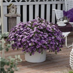 Набор махровых калибрахоа №1