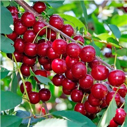 Вишня Сания, арт.: 75125