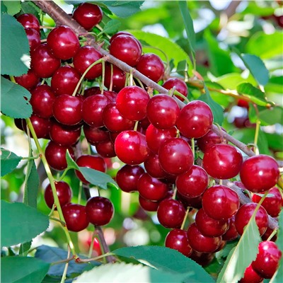 Вишня Сания, арт.: 75125