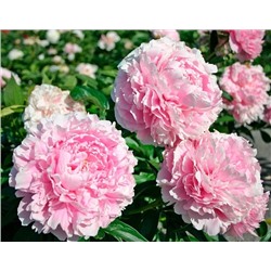 Корни (саженцы) Пион Сара Бернар, арт.: 69966