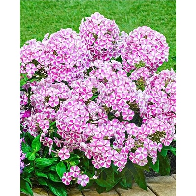 Саженцы Флокс метельчатый Бамбини Кенди Краш, арт.: 74691