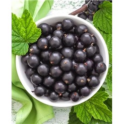 Саженцы Смородина черная Ядрёная, арт.: 160