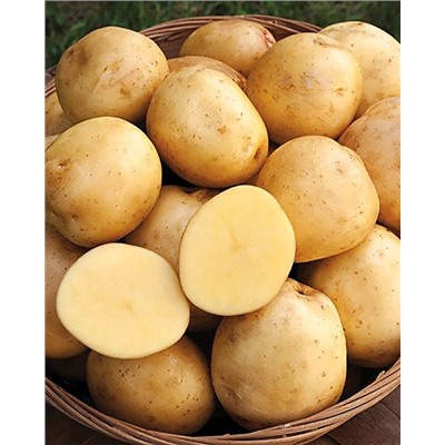 Семенной Картофель Шах, арт.: 74578