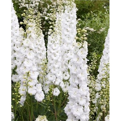 Корни (саженцы) Дельфиниум Пацифик Галахад, арт.: 73098