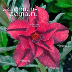 Adenium Obesum Double Flower NEW-242