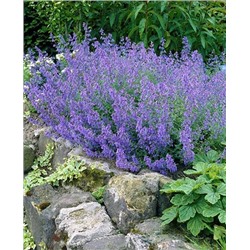 Корни (саженцы) Котовник фассена Блю Вандер, арт.: 69779