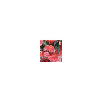 Begonia ILLUMINATION ® 'PINK' (Бегония)