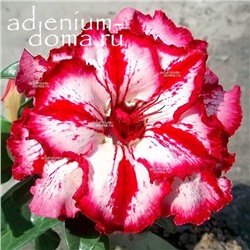 Adenium Obesum Double Flower BERTHA