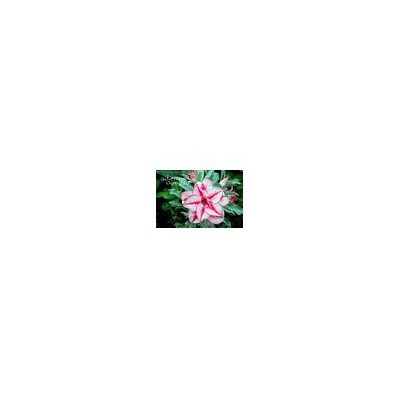 Adenium Obesum Double Flower NEW-237