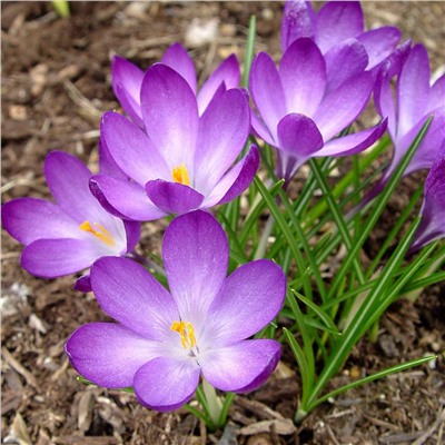 Крокус Barr's Purple "Барс Пурпл" 5шт