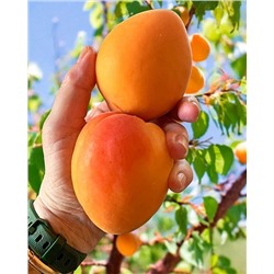 Саженцы Абрикос Полесский крупноплодный, арт.: 74566