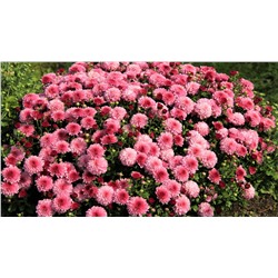 Набор хризантем мультифлора