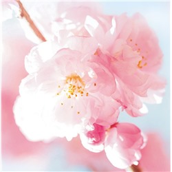 Набор 4 средства с экстрактом сакуры Bioaqua