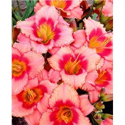 Корни (саженцы) Лилейник Строуберри кэнди, фасовка: 1 саженец, арт.: 70338