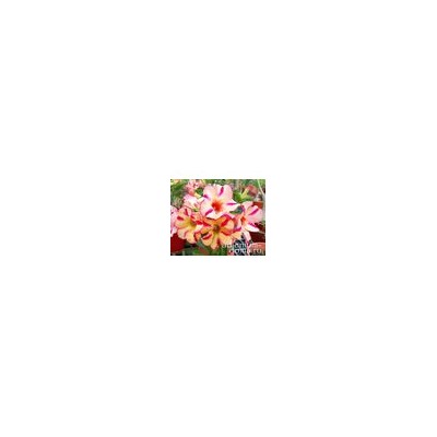 Adenium Obesum Desert Rose BUMBLEBEE