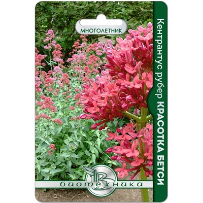 Кентрантус рубер Красотка Бетси