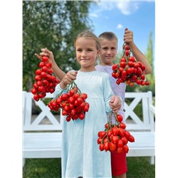 Семена Томат Амур-Амур, арт.: 74364