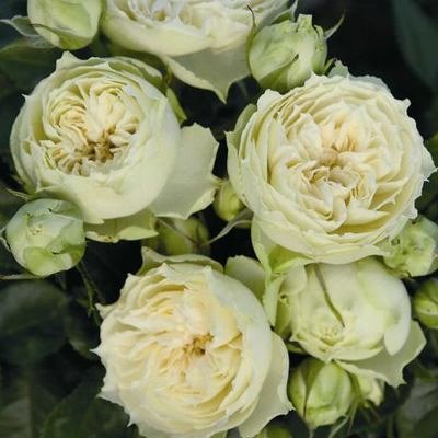 Wedding Piano "Веддинг Пиано"