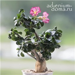 Adenium Obesum Desert Rose MINI SIZE PINK (Мини, карликовый)