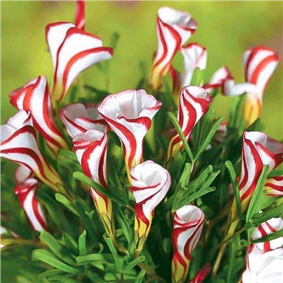 Оксалис Versicolor "Версиколор"
