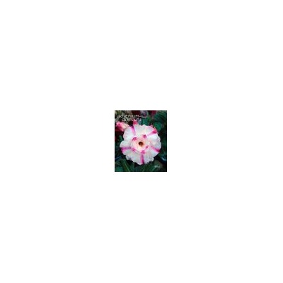 Adenium Obesum Double Flower HANH PHUC