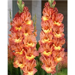 Луковицы Гладиолус Хучи Кучи Мэн, арт.: 74998