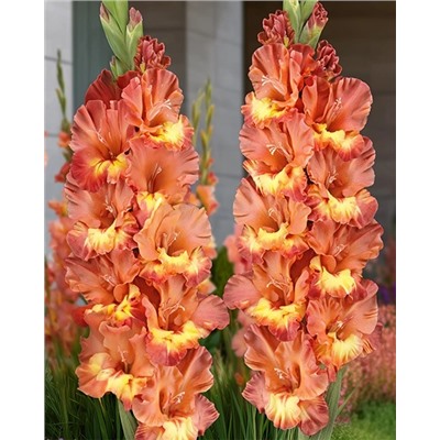 Луковицы Гладиолус Хучи Кучи Мэн, арт.: 74998