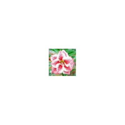 Adenium Obesum Double Flower NEW-147