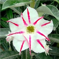Adenium Obesum Double Flower NEW-227
