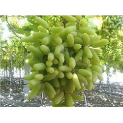 Виноград кишмиш Ламборджини