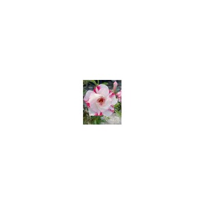 Adenium Obesum Double Flower PEBBLE