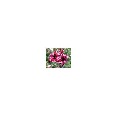 Adenium Obesum Desert Rose GRAPE FAIRY