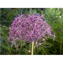 Allium Cristophii "Лук декоративный Кристофа" 3шт