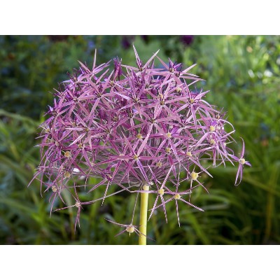Allium Cristophii "Лук декоративный Кристофа" 3шт