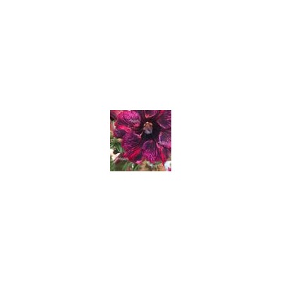 Adenium Obesum Desert Rose DIEU ANH