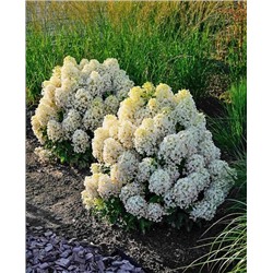 Саженцы Гортензия метельчатая Милк энд Хани, арт.: 73297