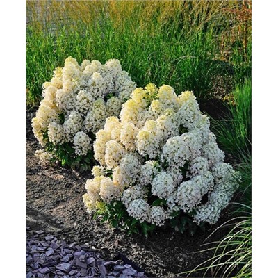 Саженцы Гортензия метельчатая Милк энд Хани, арт.: 73297