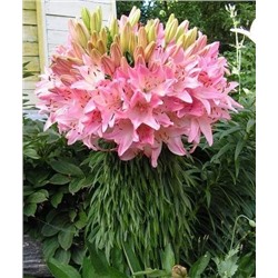 Луковицы Лилия азиатская Марлен, фасовка: 1 луковица, арт.: 72988