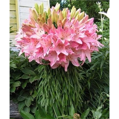 Луковицы Лилия азиатская Марлен, фасовка: 1 луковица, арт.: 72988