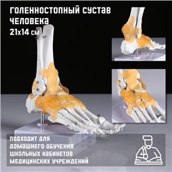 Анатомическая модель «Макет голеностопного сустава», 21×20 см