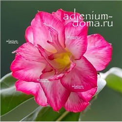 Adenium Obesum Double Flower BLUSH