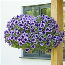 Набор петуний №1