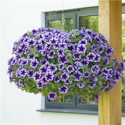 Набор петуний №1