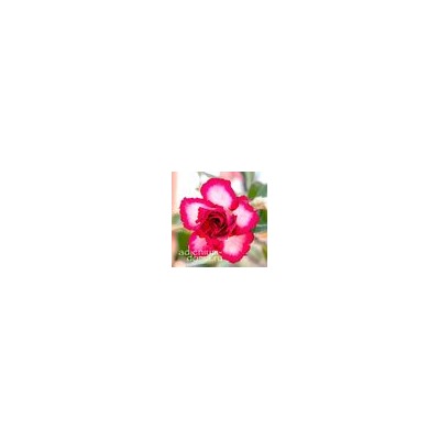 Adenium Obesum Double Flower TOUCHING HEART