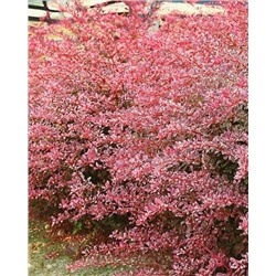 Саженцы Барбарис Тунберга Фламинго, арт.: 74747
