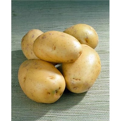 Семенной Картофель Прайм, арт.: 4092