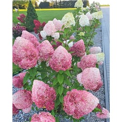 Саженцы Гортензия метельчатая Пинк энд роуз, арт.: 9528